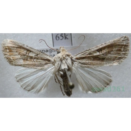 Lacanobia blenna (Hübner, 1824) Spain65k